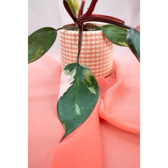 Pink Princess Philodendron 4" US Seller | RARE Pot - Picture 2 of 4